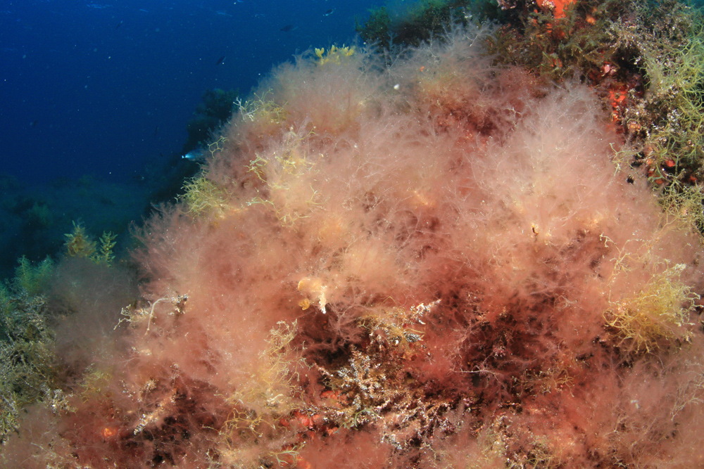 4 Invazivna crvena alga Lophocladia Iallemandii u podmorju Blitvenice.